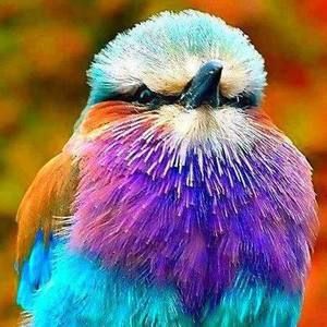 Meet your Posher, Donna